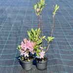 Azalka veľkokvetá (Azalea  Mollis) ´SOIR DE PARIS´ - výška 60-80 cm, kont. C3L 
